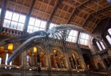 Top 10 educational attractions in London (to visit without missing any university deadlines)