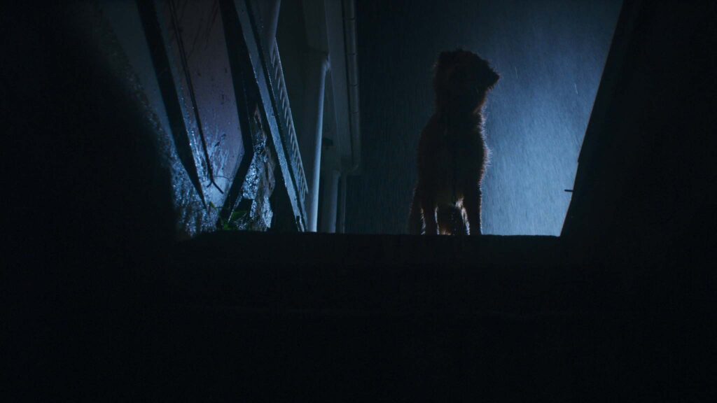 Indy as Indy in Good Boy, directed by Ben Leonberg. Copyright: Vertigo Releasing. All Rights Reserved.