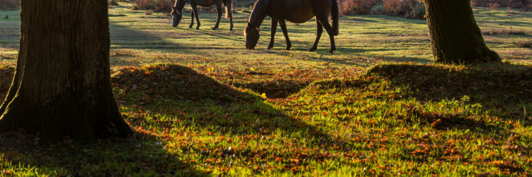 NewForestPonies